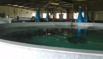 日本黃姑魚工廠化養(yǎng)殖技術(shù)與水產(chǎn)品開發(fā)