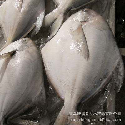 暢銷供應鯧魚 冷凍水產(chǎn)品批發(fā)專業(yè)指南