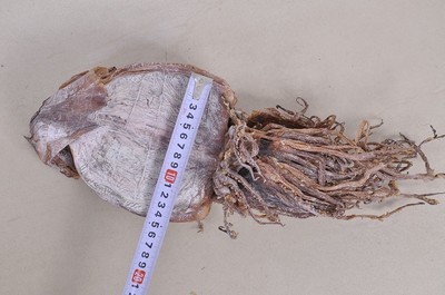 湘潭周記南雜批發(fā)部 優(yōu)質(zhì)朝鮮魷魚(yú)干，海鮮特產(chǎn)優(yōu)選